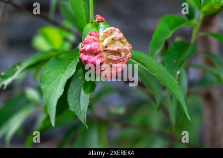 Foglie di pesca arricciate (taphrina deformans) malattia fungina su foglie di albero da frutto in giardino Galles Regno Unito 2024 Gran Bretagna KATHY DEWITT Foto Stock