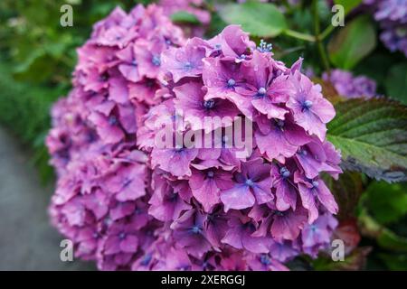 I fiori ricoperti di rugiada irradiano colore ai Giardini Inverewe, una popolare attrazione turistica nel nord-ovest della Scozia. Foto Stock