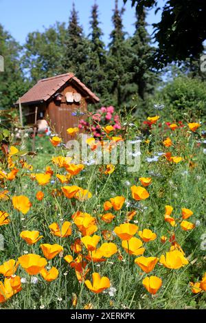 I papaveri californiani fioriscono e la casa giardino può essere vista sullo sfondo Foto Stock