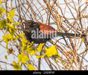 Un grande Coucal che poggia su un albero Foto Stock