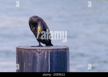 Il cormorano si trova su un palo vicino a un corpo d'acqua. L'uccello è bianco e nero Foto Stock