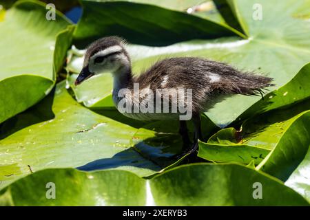 Primo piano di un giovane Wood Duck appollaiato su tappetini di giglio nella palude del Quebec. Foto Stock