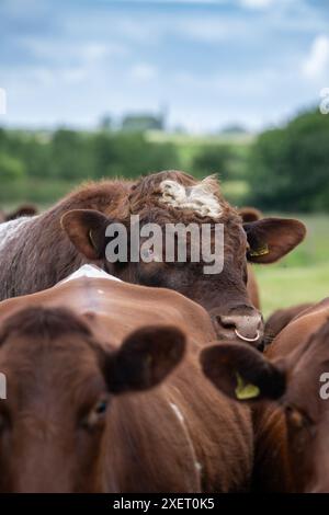 Pedigree Beef Shorthorn Bull con mandria di bovini nei pascoli di pianura all'inizio dell'estate, Peterborough, Regno Unito. Foto Stock