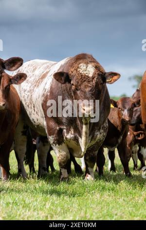 Pedigree Beef Shorthorn Bull con mandria di bovini nei pascoli di pianura all'inizio dell'estate, Peterborough, Regno Unito. Foto Stock