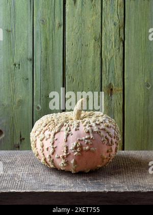 Galeux D'Eysines squash su un vecchio tavolo in legno con sfondo verde Foto Stock