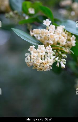 Viburnum suspensum - gruppi di piccoli fiori bianchi su un ramo, fuoco selettivo. Sfondo fiore primaverile Foto Stock