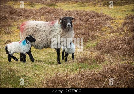 Madre pecora e i suoi due agnelli su una collina ventosa Foto Stock