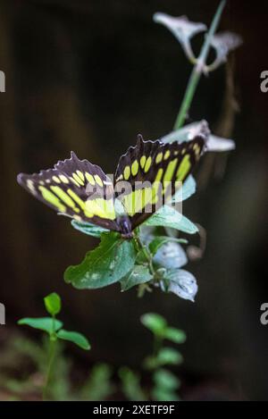 Philaethria dido, The scarse Bamboo page o dido longwing Butterfly, Spirogyra Butterfly Garden, San Jose, Costa, Rica Foto Stock