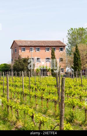 Vigneti presso l'azienda vinicola Orto, Sant Erasmo, Venezia, Italia che produce vino locale veneziano Foto Stock