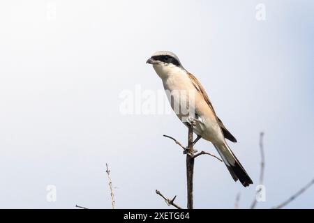 Maschio Shrike (Lanius collurio) dalla parte rossa arroccato sulla diramazione, Kruger National Park, Sudafrica Foto Stock