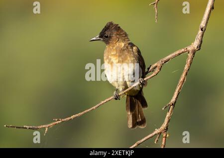 Comune e diffuso, il bulbul dagli occhi neri ha molti nomi regionali diversi, un'indicazione di quanto lontano si trovano. Sono intelligenti Foto Stock