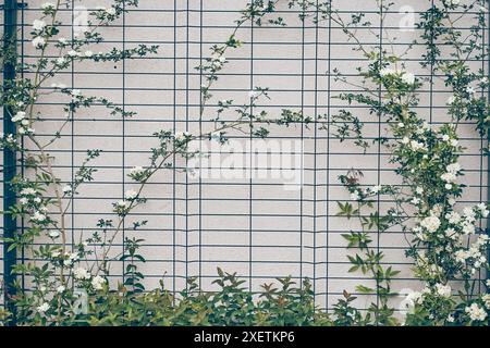 L'arbusto è una pianta rampicante senza spine. Una rosa è una banksia riccia. Da aprile a maggio, i fiori bianchi si arricciano sul muro della casa. C'è un posto per copiare. Foto di alta qualità Foto Stock