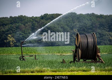 Ein Feld mit Zwiebeln, Wird künstlich bewässert, über eine Beregnungsanlage wird Wasser auf den Acker gespritzt, NRW, Deutschland Feld Bewässerung *** Un campo con cipolle viene irrigato artificialmente, l'acqua viene spruzzata sul campo attraverso un sistema sprinkler, NRW, Germania irrigazione campo Foto Stock