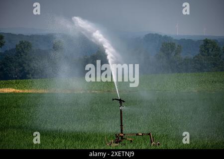 Ein Feld mit Zwiebeln, Wird künstlich bewässert, über eine Beregnungsanlage wird Wasser auf den Acker gespritzt, NRW, Deutschland Feld Bewässerung *** Un campo con cipolle viene irrigato artificialmente, l'acqua viene spruzzata sul campo attraverso un sistema sprinkler, NRW, Germania irrigazione campo Foto Stock