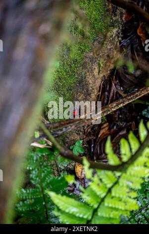 Strawberry Poison Dart Frog, Mistico Hanging Bridge Park, Costa Rica, America centrale Foto Stock