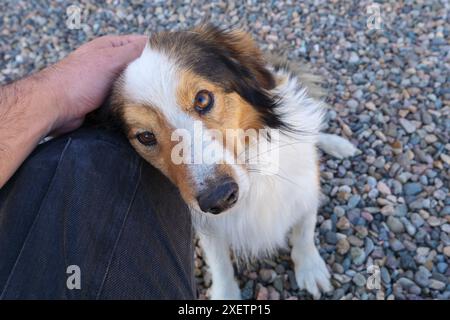 Una mano di mans accarezza un cane seduto su un terreno di ghiaia. Il cane si appoggia alla gamba degli uomini e guarda la telecamera. Foto Stock