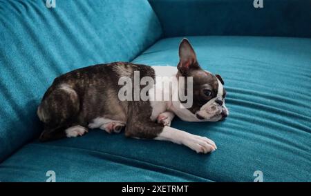 Un cane terrier di boston che giace triste sul divano. Foto Stock