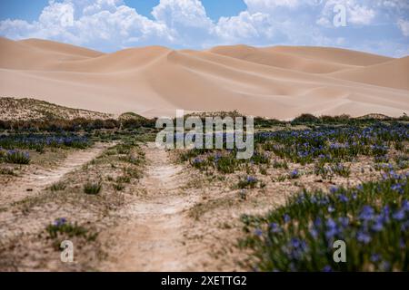 Fiori selvatici che crescono qui sul bordo di un deserto. Raramente ho attraversato un paesaggio così contraddittorio. Sullo sfondo ci sono le dune cantanti di K Foto Stock