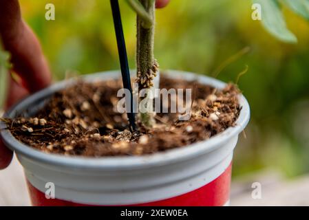 L'innesto o l'innesto è una tecnica orticola in cui i tessuti delle piante sono Uniti in modo da continuare la loro crescita insieme. coltivazione di pomodoro innestato Foto Stock