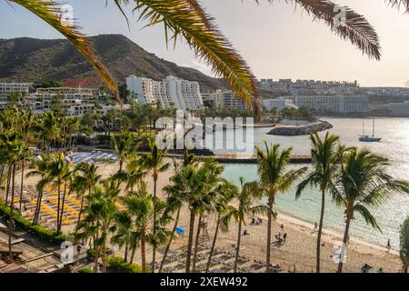 File di lettini sulla spiaggia tropicale di sabbia bianca con palme Foto Stock