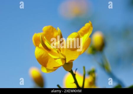 Campo senna fiore (senna corymbosa) sul cielo blu. Foto Stock