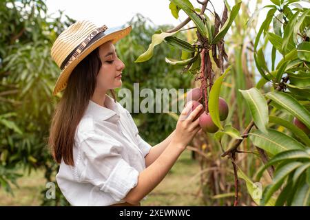 stile di vita: primo piano di una giovane agricoltrice che raccoglie manghi in azienda Foto Stock