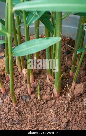 primo piano di base di piante di zenzero, terreno ricco e fertile, ambiente naturale di coltivazione di spezie sane, erbe e piante medicinali Foto Stock
