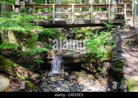 Sentiero con ponte di legno su un piccolo ruscello in una foresta Foto Stock