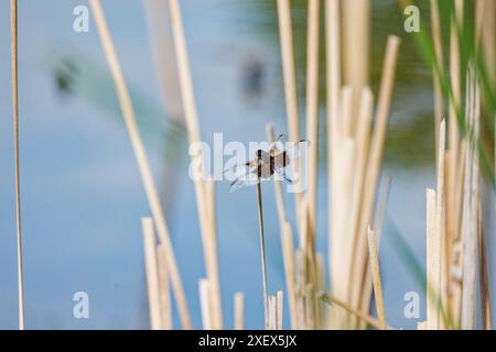 Vedova Skimmer - Libellula luctuosa Dragonflies note come re skimmers. Questa specie può essere trovata comunemente in tutti gli Stati Uniti Foto Stock