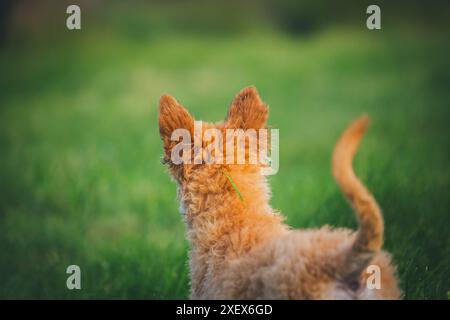 Vecchio cucciolo di cane da pastore tedesco (Westerwälder Kuhhund) Foto Stock