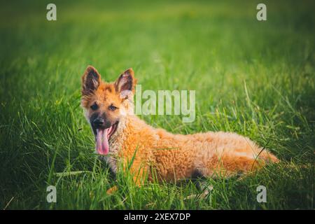 Vecchio cucciolo di cane da pastore tedesco (Westerwälder Kuhhund) Foto Stock