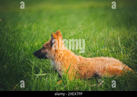 Vecchio cucciolo di cane da pastore tedesco (Westerwälder Kuhhund) Foto Stock