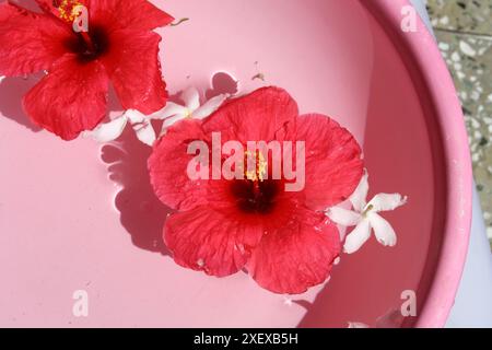 Ibisco rosso (Hibiscus rosa-sinensis) e fiori di gelsomino di crappo bianco (Tabernaemontana divaricata) in una ciotola d'acqua: (Pix Sanjiv Shukla) Foto Stock