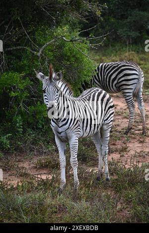 Due zebre nel Parco Nazionale di Addo, Sudafrica Foto Stock