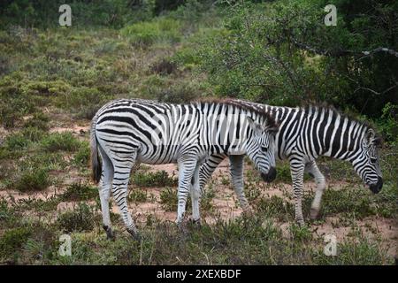 Due zebre nel Parco Nazionale di Addo, Sudafrica Foto Stock
