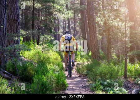 Mountain bike nella foresta del Palatinato sulla strada per Hohe Loog vicino a Neustadt sulla strada del vino (Germania) Foto Stock