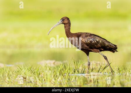 Glossy Ibis, Plegadis Falcinellus, riserva naturale, Isola della Cona, Italia nord-orientale Foto Stock