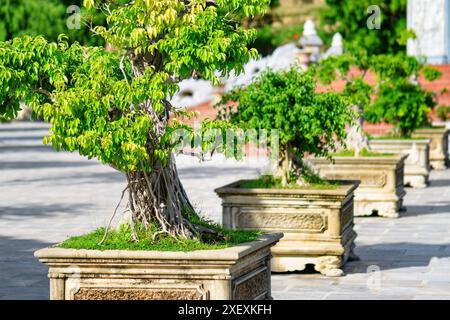 Alberi di bonsai verdi che crescono nel cortile della Pagoda Linh Ung a Danang (da Nang), Vietnam. Da Nang è una popolare destinazione turistica dell'Asia. Foto Stock