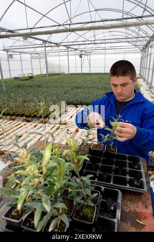 Alberi di olivo in serra, Vitis Navarra tree nursery, Larraga, Navarra, Spagna Foto Stock