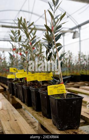 Alberi di olivo in serra, Vitis Navarra tree nursery, Larraga, Navarra, Spagna Foto Stock