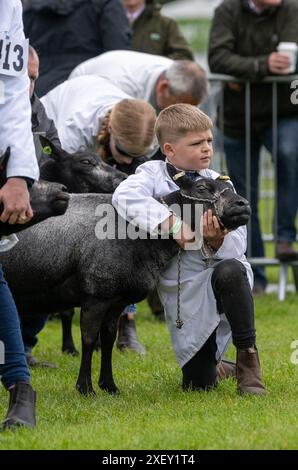 Agricoltori che mostrano pecore al Royal Three Counties Show tenutosi a Malvern, Regno Unito. Foto Stock