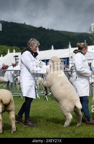 Agricoltori che mostrano pecore al Royal Three Counties Show tenutosi a Malvern, Regno Unito. Foto Stock