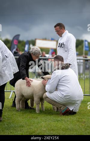 Agricoltori che mostrano pecore al Royal Three Counties Show tenutosi a Malvern, Regno Unito. Foto Stock