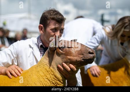 Agricoltori che mostrano pecore al Royal Three Counties Show tenutosi a Malvern, Regno Unito. Foto Stock