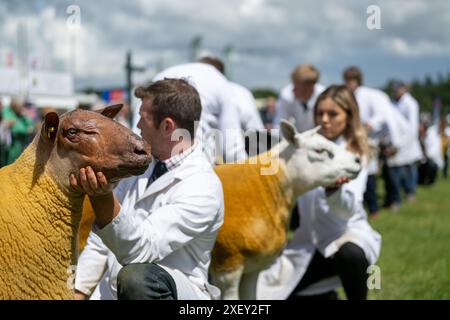 Agricoltori che mostrano pecore al Royal Three Counties Show tenutosi a Malvern, Regno Unito. Foto Stock