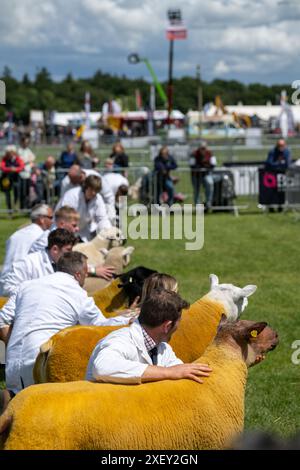 Agricoltori che mostrano pecore al Royal Three Counties Show tenutosi a Malvern, Regno Unito. Foto Stock