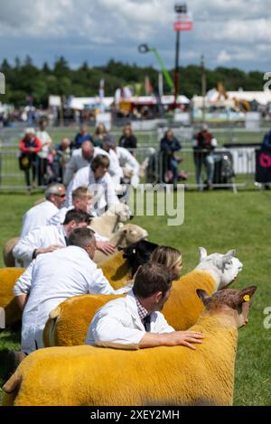 Agricoltori che mostrano pecore al Royal Three Counties Show tenutosi a Malvern, Regno Unito. Foto Stock