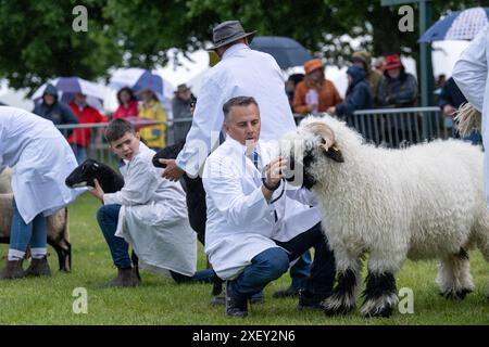 Agricoltori che mostrano pecore al Royal Three Counties Show tenutosi a Malvern, Regno Unito. Foto Stock