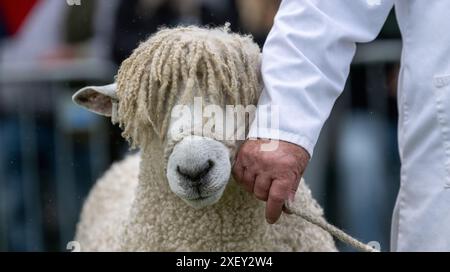 Agricoltori che mostrano pecore al Royal Three Counties Show tenutosi a Malvern, Regno Unito. Foto Stock