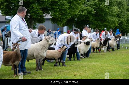 Agricoltori che mostrano pecore al Royal Three Counties Show tenutosi a Malvern, Regno Unito. Foto Stock